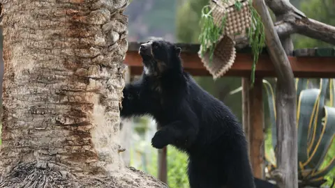 El oso andino, un emblema contra el tráfico ilegal de fauna silvestre en Bolivia