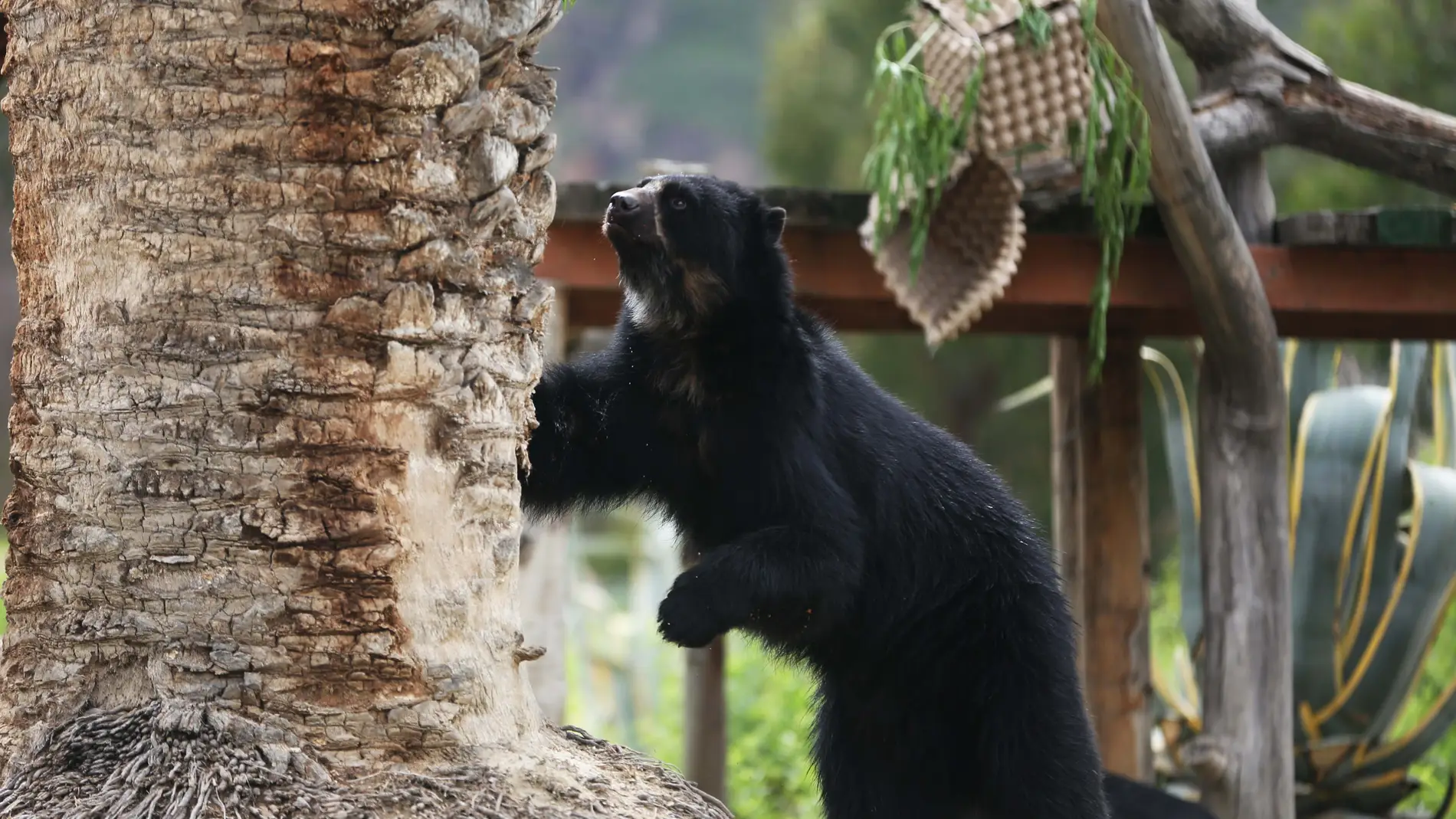 ACOMPAÑA CRÓNICA: BOLIVIA CONSERVACIÓN. AME7055. LA PAZ (BOLIVIA), 09/03/2024.- Fotografía de un oso andino o "Jukumari", el miércoles 6 de marzo de 2024, en el bioparque Vesty Pakos, en La Paz (Bolivia). El oso andino, el único úrsido suramericano y uno de los mamíferos más grandes en la región, está en riesgo por la caza furtiva y el tráfico ilegal de fauna silvestre en Bolivia, donde seis ejemplares de los también llamados jucumaris, que viven en un centro de custodia, se han convertido en...