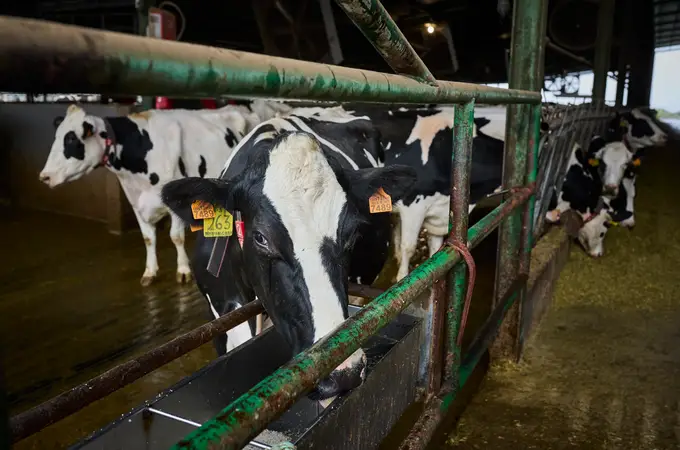 El número de ganaderos de vacuno de leche en España baja por primera vez de los 10.000