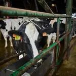 Reportaje explotación ganadería en Griñón donde se ordeñan vacas.