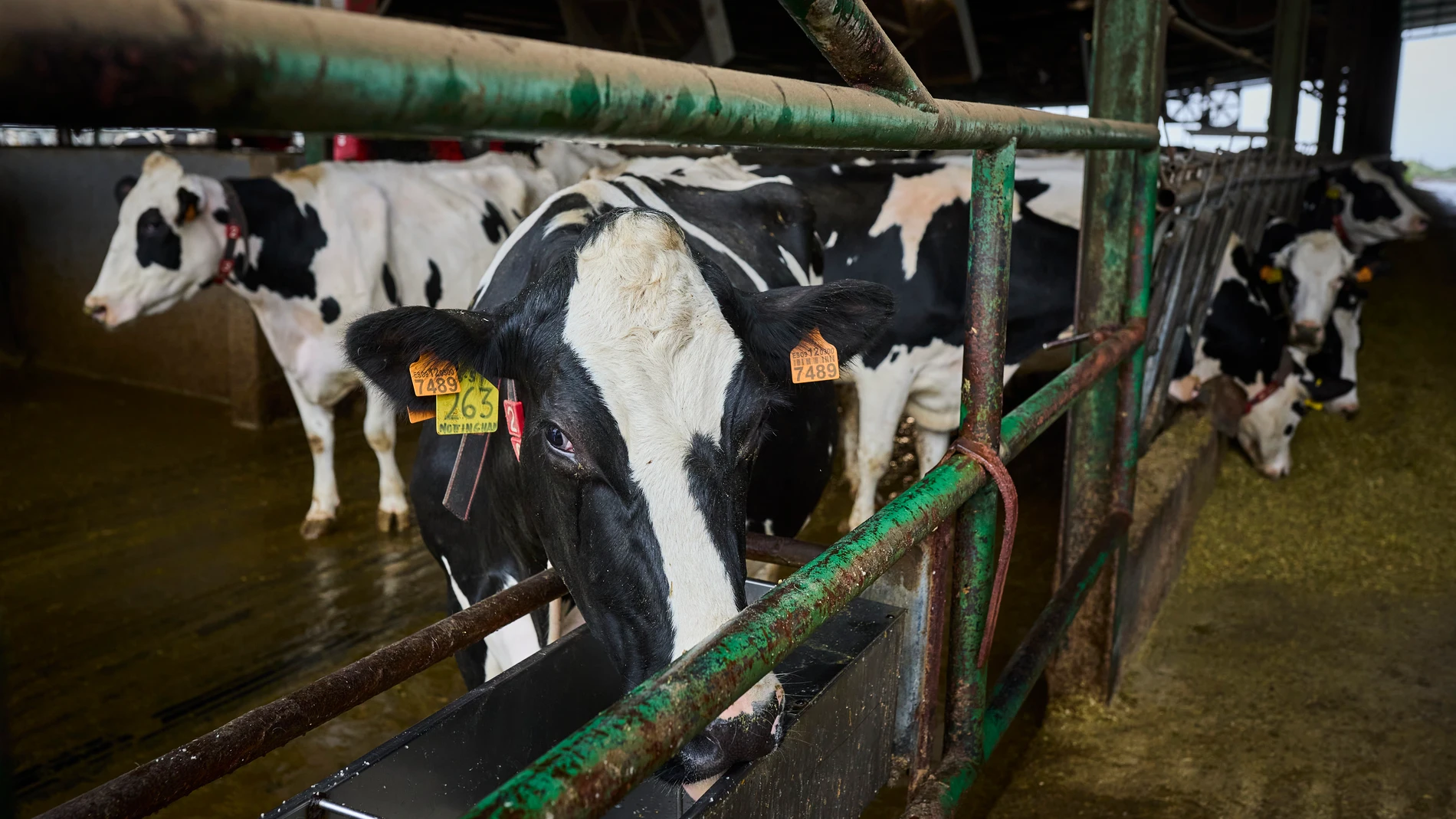 Reportaje explotación ganadería en Griñón donde se ordeñan vacas.