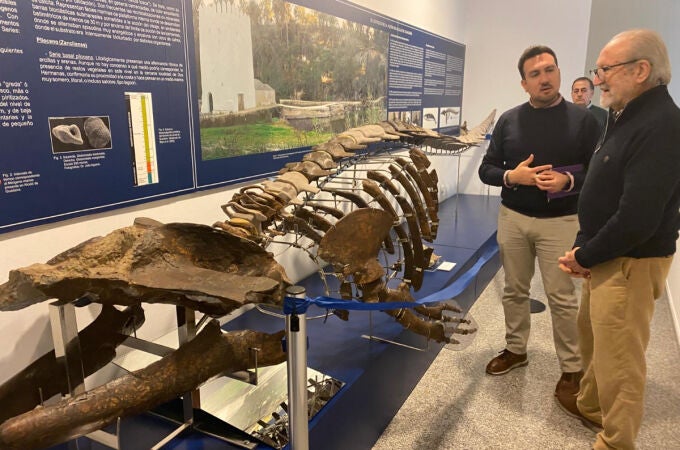 Alcalá de Guadaíra expone un fósil de cetáceo de 6,4 millones de años