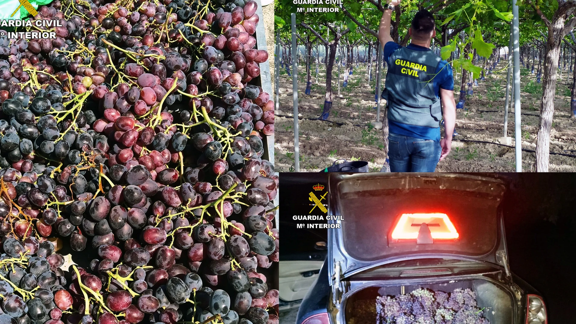 Imágenes de la uva recuperada en el marco de la operación 'Globervid' GUARDIA CIVIL 12/03/2024