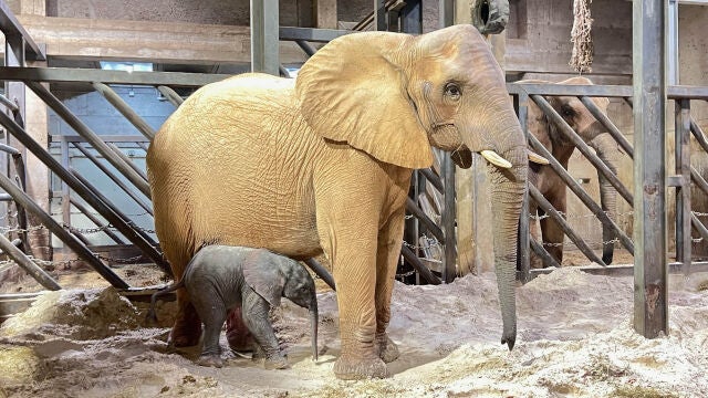 El pequeño elefante, junto a su madre, poco después de nacer