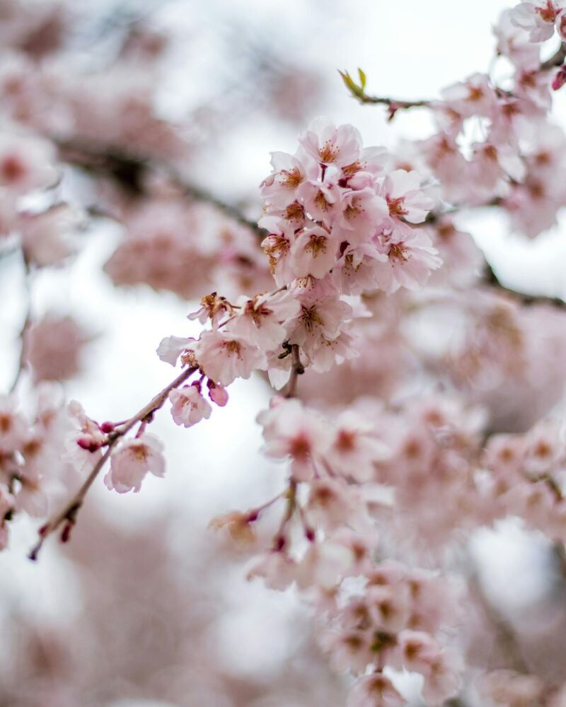 La primavera comienza en fechas diferentes en el hemisferio norte y en el hemisferio sur debido a la inclinación del eje de la Tierra