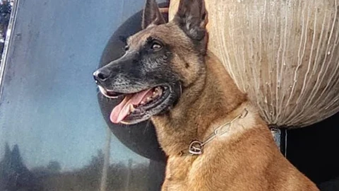 Imagen de Brigand, uno de los perros beneméritos que se jubila, en el Secir