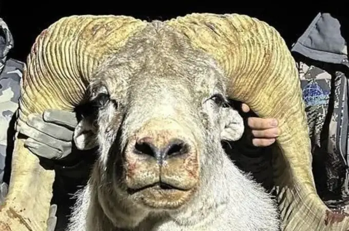 Piden cárcel para un granjero por criar ovejas mutantes de gran tamaño y venderlas por 10.000 dólares cada una