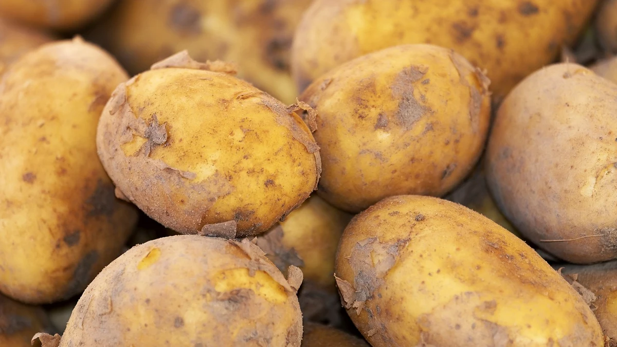 Alerta en el sector de la patata española tras aumentar un 600% la entrada del tubérculo egipcio