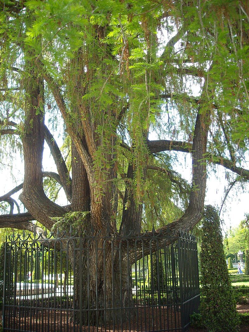 El Ahuehuete era, hasta hace fechas recientes, el árbol más viejo del parque