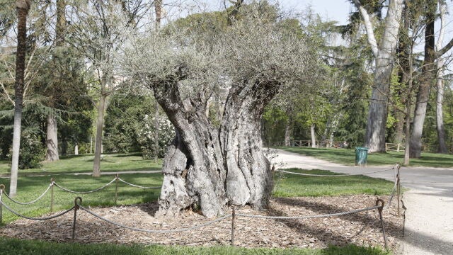 El Olivo Centenario, plantado en 2023, pero con más de 600 años de historia