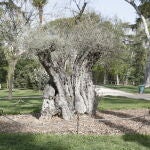 El Olivo Centenario, plantado en 2023, pero con más de 600 años de historia