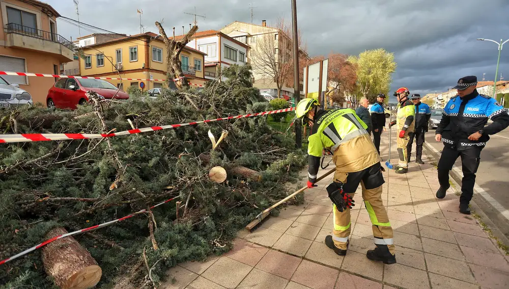 Los bomberos retiran numerosas ramas caídas por el viento en Ciudad Rodrigo (Salamanca)