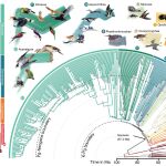 El árbol genealógico actualizado de aves, publicado en Nature, delinea 93 millones de años de relaciones evolutivas entre 363 especies de aves. 
