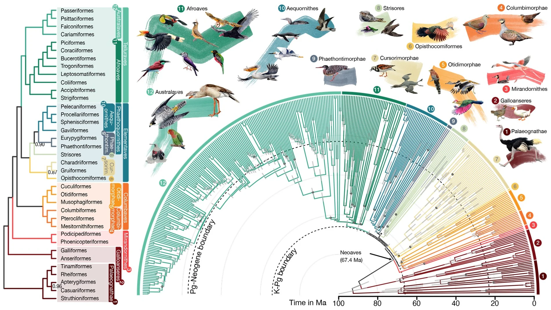 El árbol genealógico actualizado de aves, publicado en Nature, delinea 93 millones de años de relaciones evolutivas entre 363 especies de aves. 