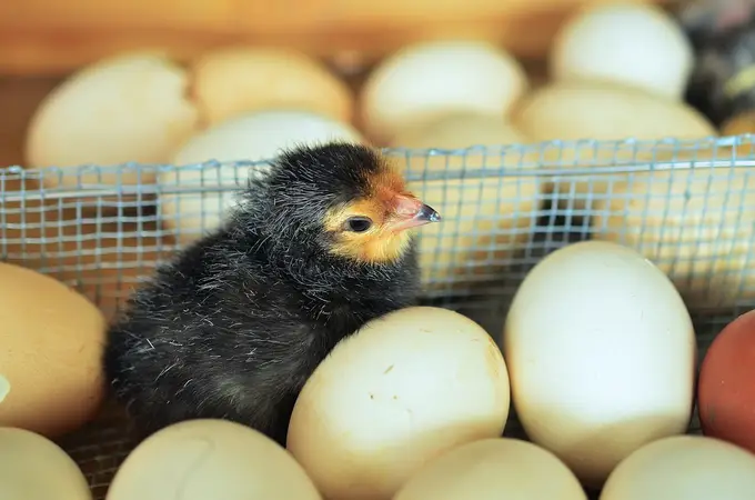 ¿Qué fue primero, el huevo o la gallina? La ciencia responde