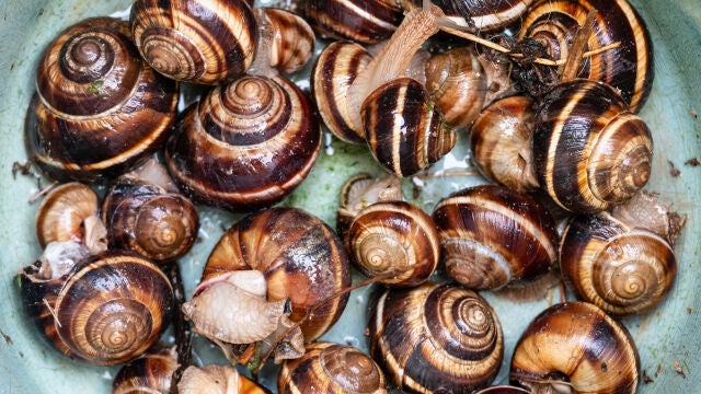 Caracoles