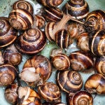 Caracoles