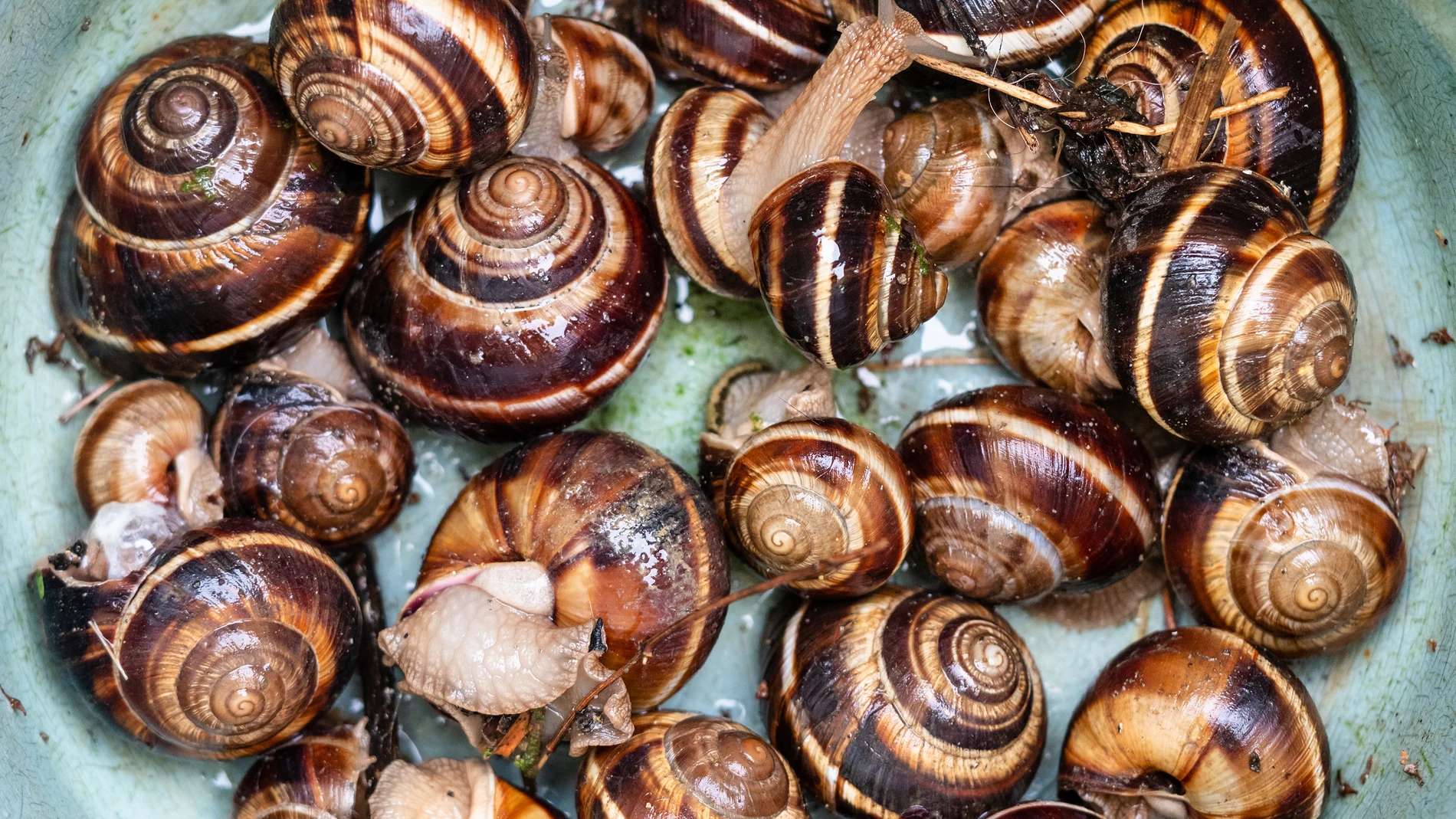 Caracoles