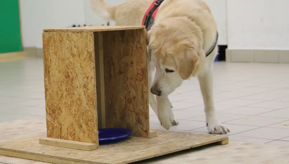 Un perro realizando una prueba de inteligencia para el estudio