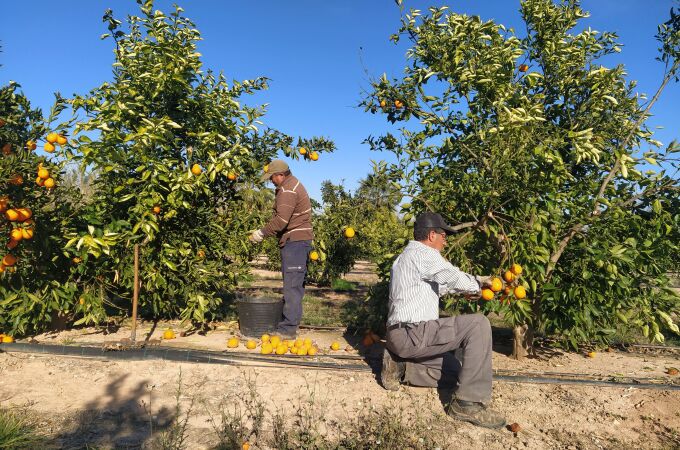 Agricultura.- Los precios de la naranja bajan un 18% para agricultores pero suben un 15% para consumidores, según un estudio de AVA