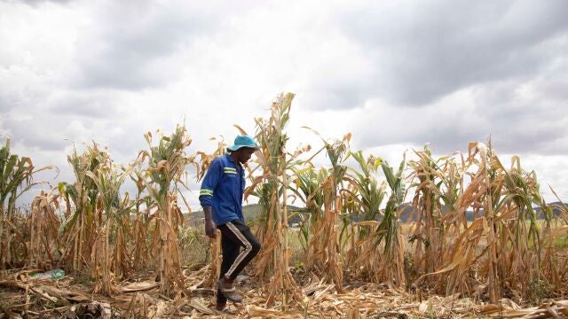 Zimbabue.- Zimbabue declara el estado de desastre nacional por sequía