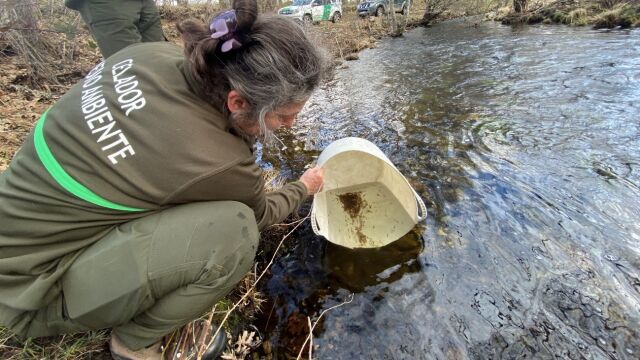Sueltan 8.000 alevines de trucha en el río Tera, en Zamora