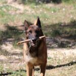 Perro policía jubilado en adopción, entrenado y muy fiel