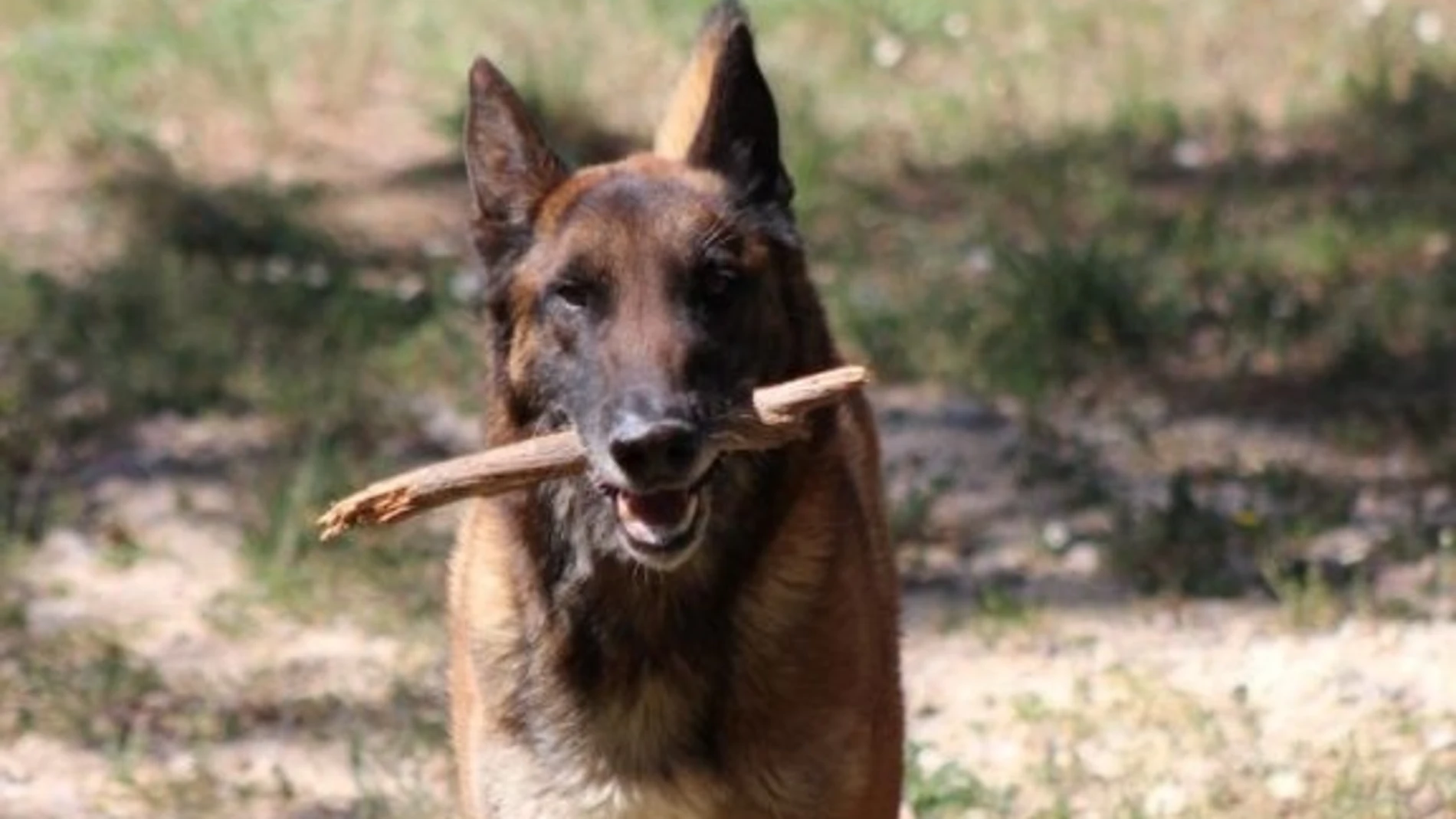 Perro policía jubilado en adopción, entrenado y muy fiel