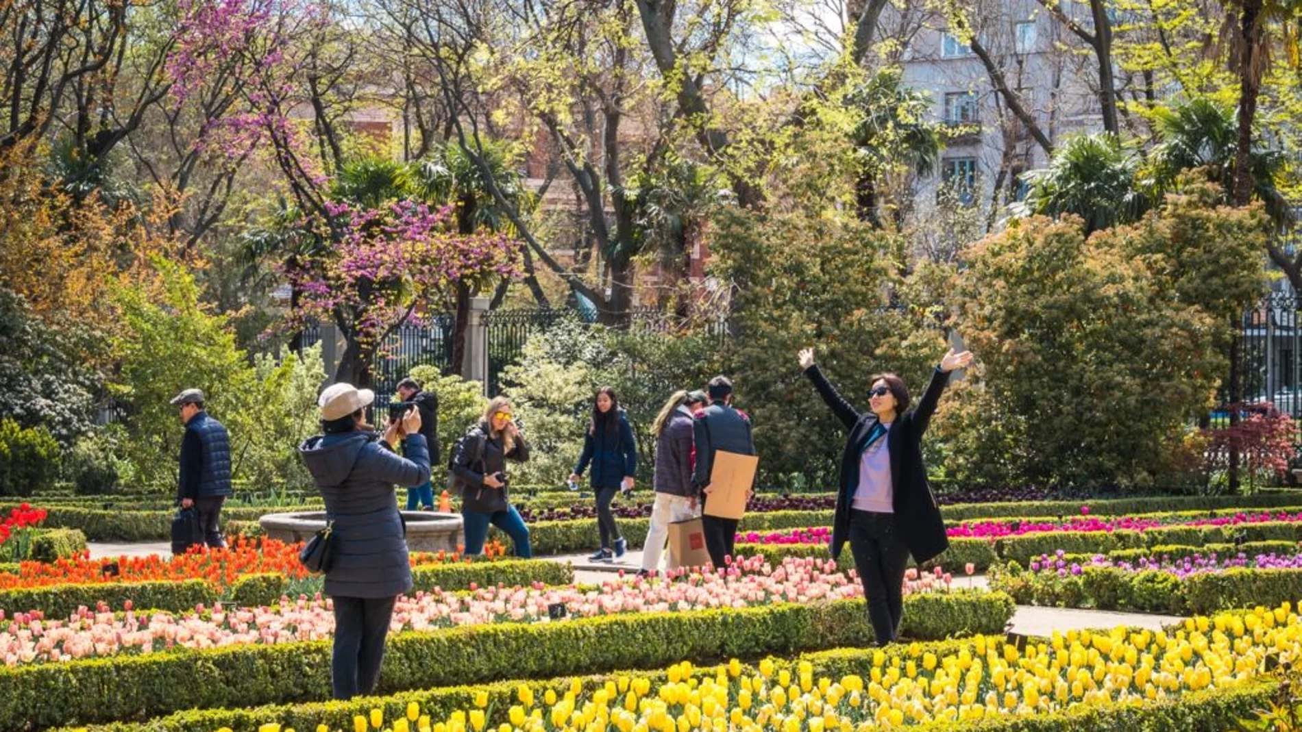 Jardineras de tulipanes en el Real Jardín Botánico de Madrid