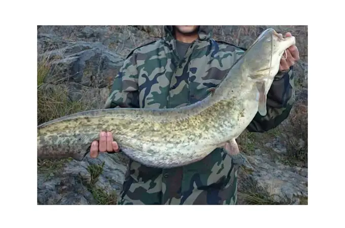 Así es el pez exótico invasor que amenaza los ecosistemas del Guadalquivir