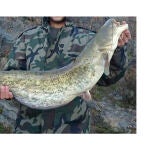 El siluro, un pez exótico e invasor que amenaza ecosistemas del Guadalquivir