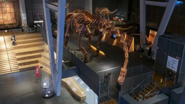 El CosmoCaixa de Barcelona amplía su exposición de dinosaurios con 5 huesos de Patagotitan