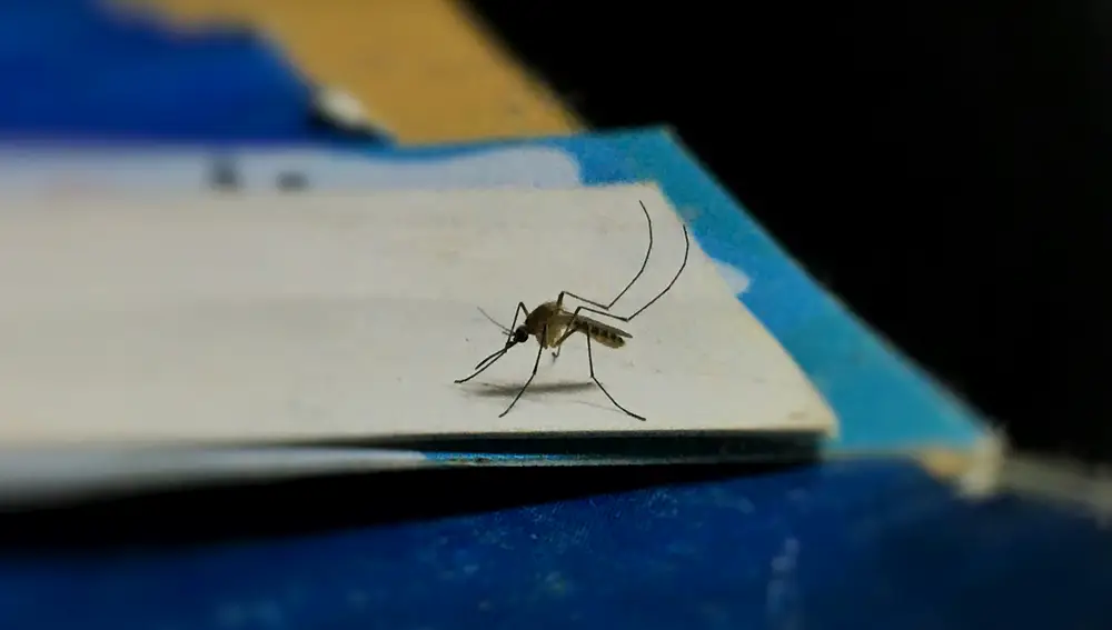 El Camino del Rocío tendrá este año un invitado especial: alerta por mosquitos