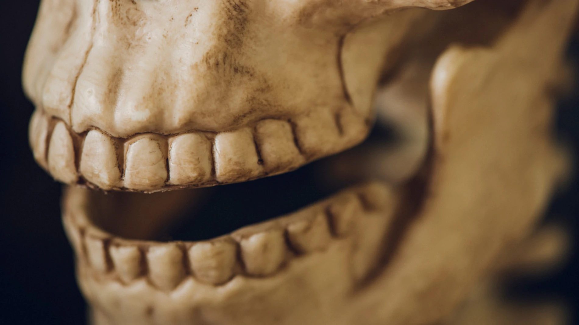 Científicos españoles descubren el gen que dio forma al cráneo humano