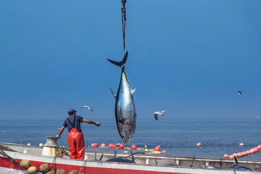 El atún rojo de almadraba, clave para atraer al turista gastronómico 