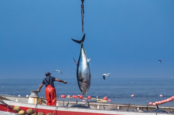 Las cuatro almadrabas gaditanas piden a la Comisión Internacional para la Conservación del Atún Atlántico que aumente la cuota