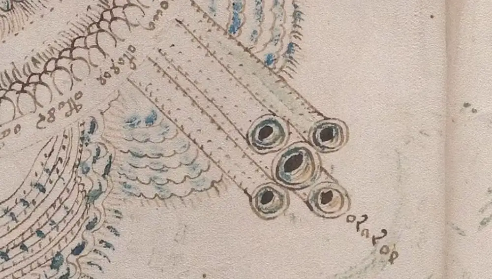 En la Edad Media se sostenía que las vírgenes tenían cinco venas pequeñas en su vagina.