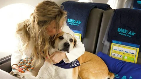 Bark Air es la primera experiencia de viaje aéreo del mundo pensada específicamente para perros