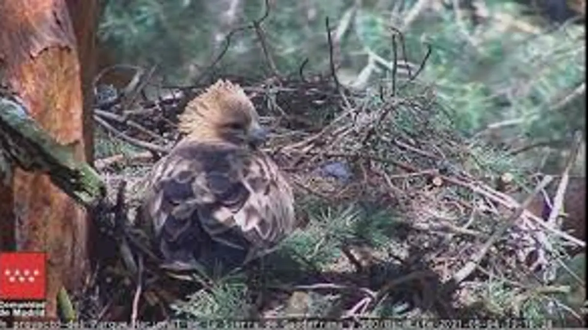 Madrid activa la webcam de la Sierra de Guadarrama: así vive una pareja de águilas calzadas