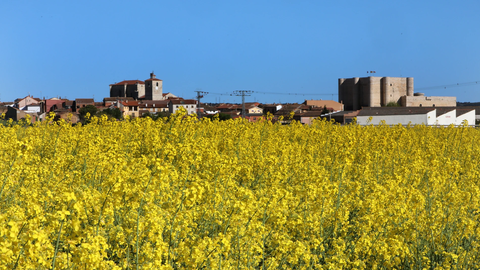 Parcelas cultivadas de colza en Fuentes de Valdepero (Palencia)
