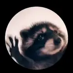  El origen de &quot;Pedro, Pedro, Pedro&quot;, el vídeo viral del mapache que baila a Raffaella Carrà
