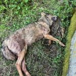 Hallan un lobo ibérico muerto posiblemente de un disparo junto a un colegio abandonado en Palencia