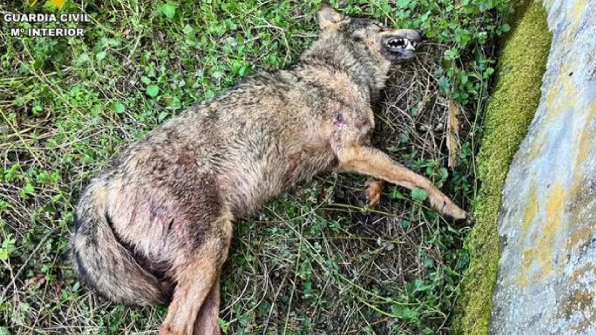 Hallan un lobo ibérico muerto posiblemente de un disparo junto a un colegio abandonado en Palencia