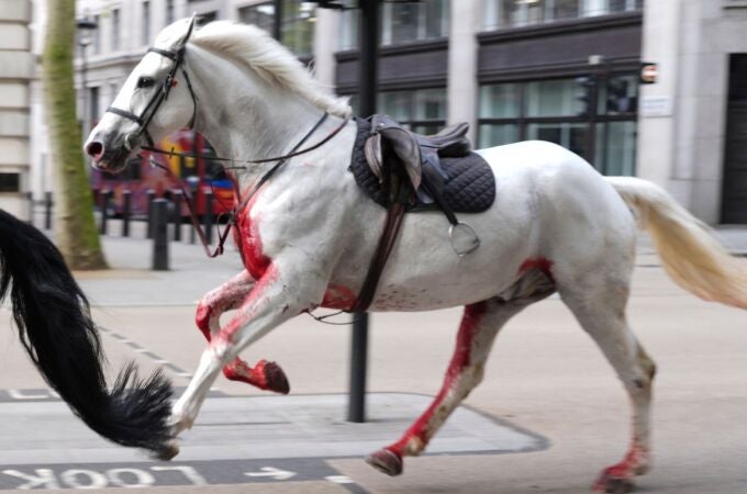 El momento en el que varios caballos militares se escapan y siembran el caos en Londres 