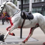 El momento en el que varios caballos militares se escapan y siembran el caos en Londres 