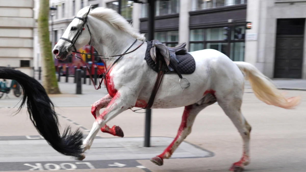 El surrealista momento en el que varios caballos militares se escapan y siembran el caos en las calles de Londres