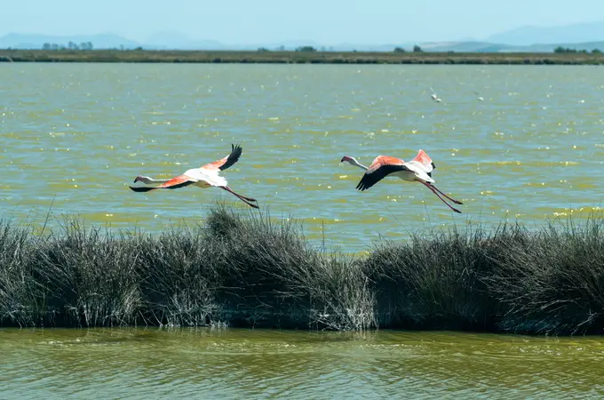 Veta La Palma: el gran humedal de la guarda para las aves de Doñana