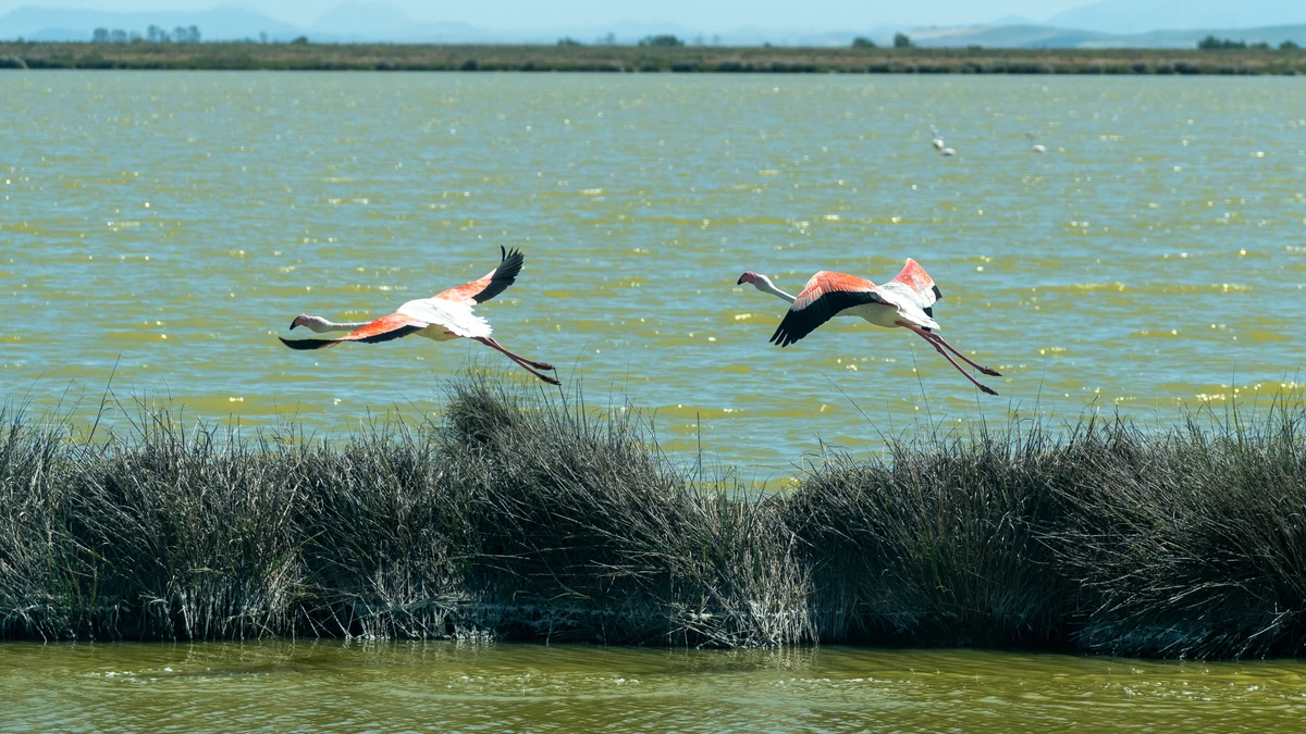 Veta La Palma: el gran humedal de la guarda para las aves de Doñana