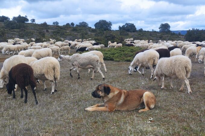 Un perro mastín vigila las ovejas de los hermanos Valle