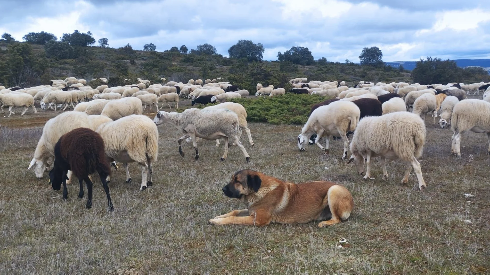 Un perro mastín vigila las ovejas de los hermanos Valle